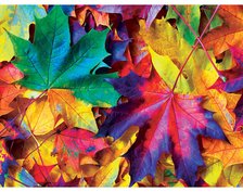 barevný podzim.jpg